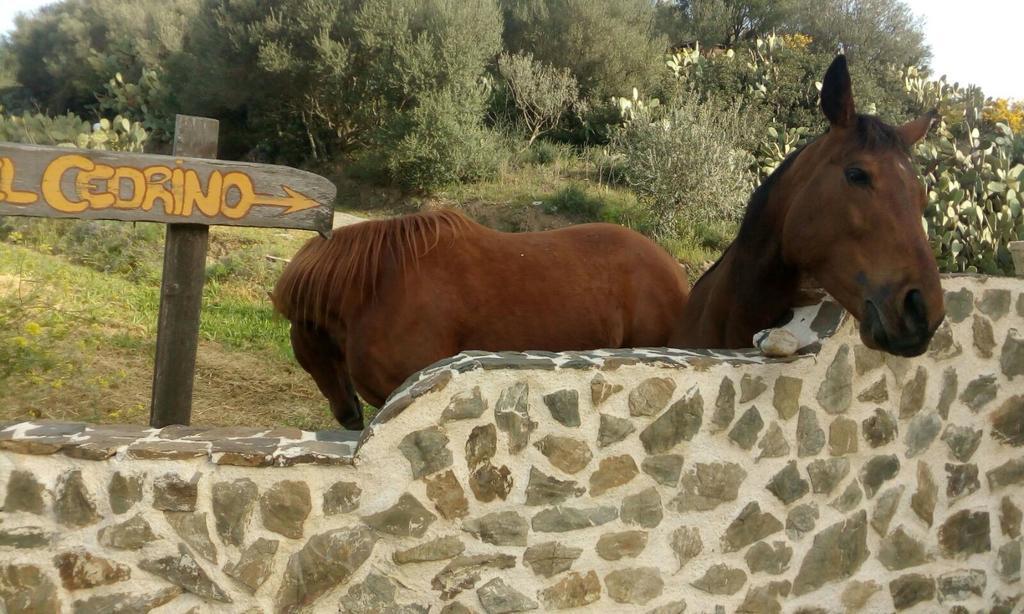 Hotel Valle Del Cedrino กัลเตลลิ ภายนอก รูปภาพ